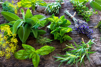 10 plantes médicinales pour se soigner toute l'année